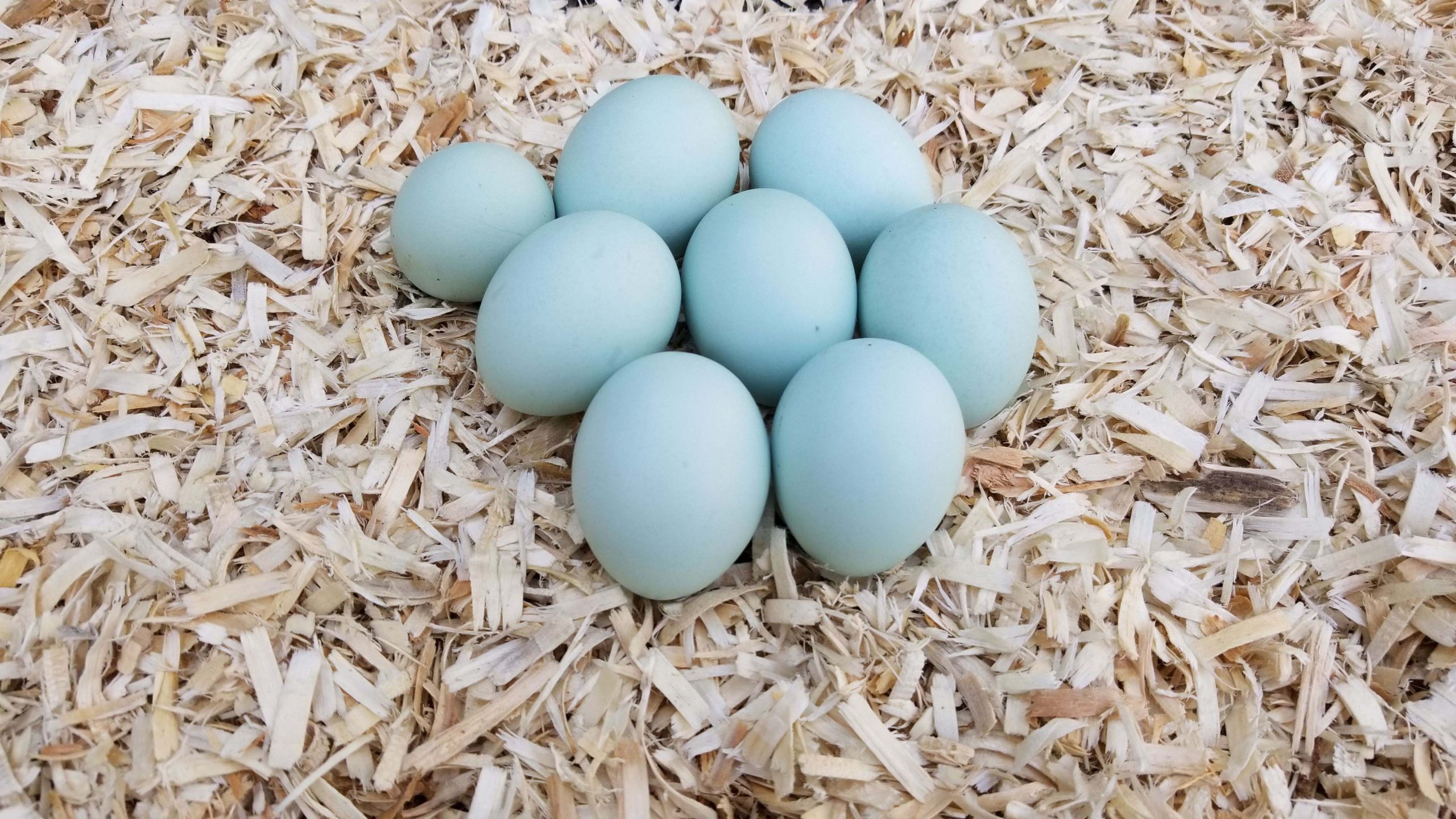 Ameraucana Eggs (Lead Pic) 
