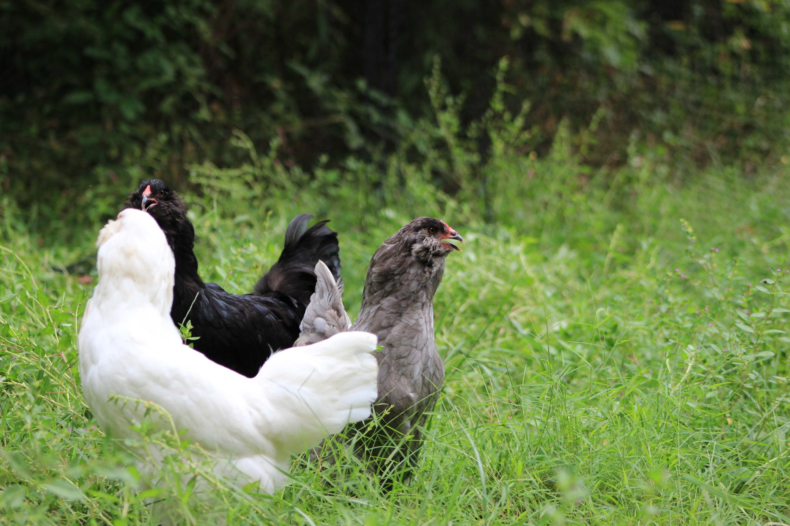 12 Ameraucana Blue Black Splash Chicken Hatching Eggs NPIP Cert PT and AI Clean! 
