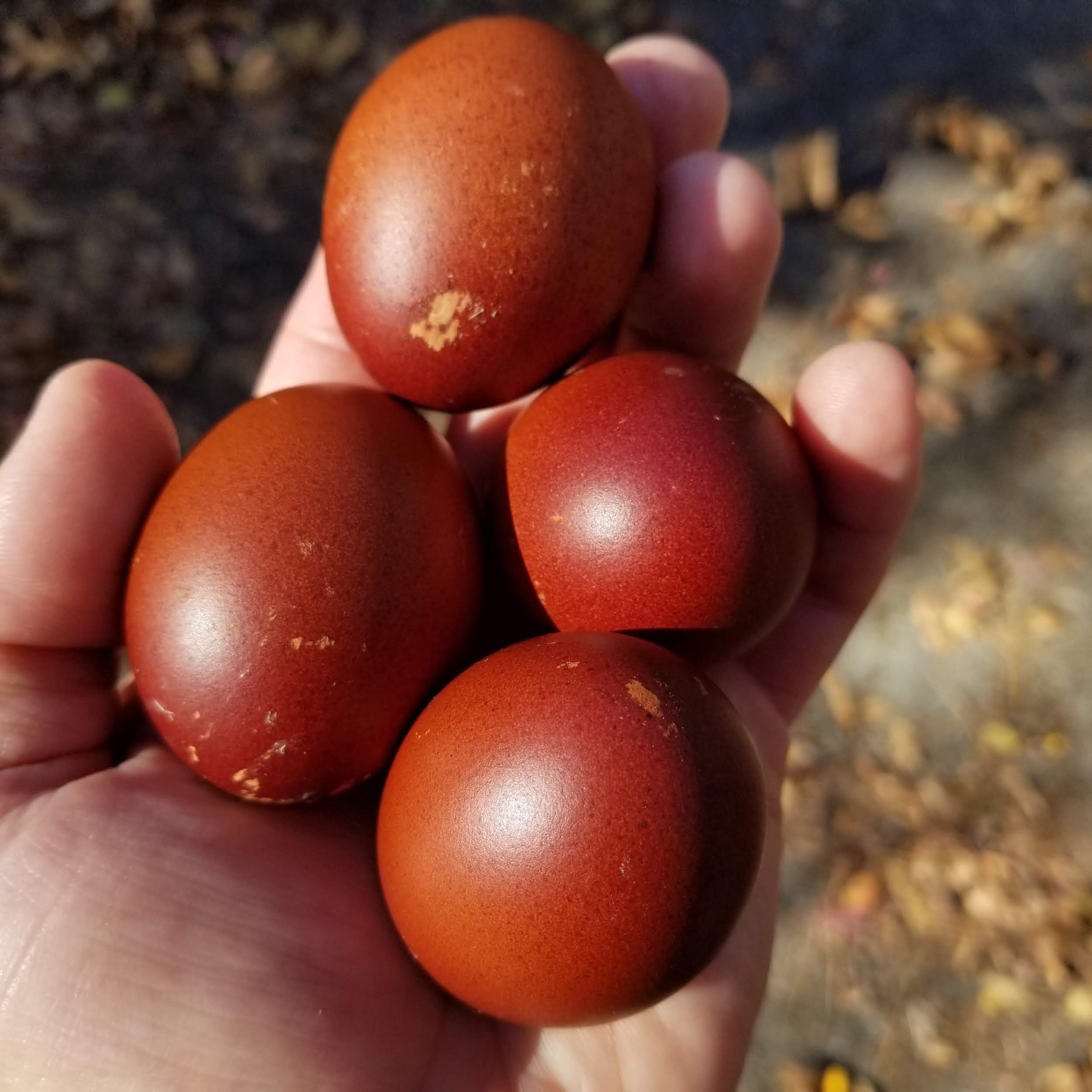 thumbnail image 2 of 3 Rare French Black Copper Marans Fertile Hatching Eggs – Pure Breed Chickens, US Origin 2 of 2