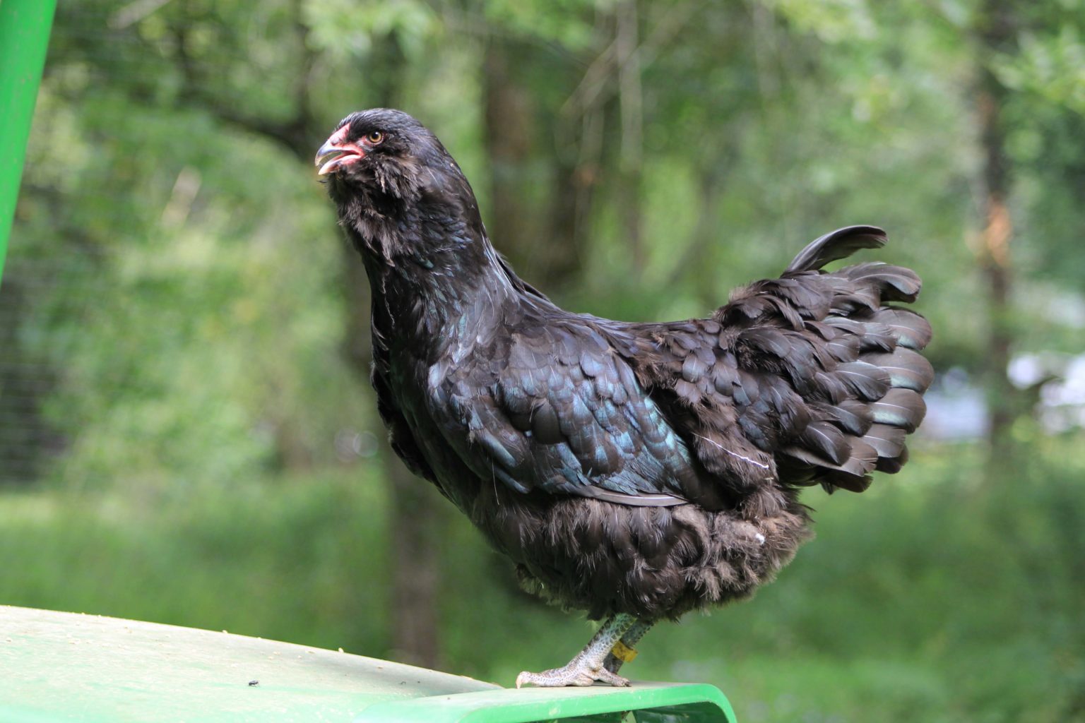 Blue Black Splash Ameraucana The Pasture Farms