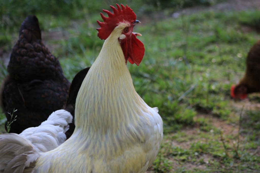 french-lavender-marans-the-pasture-farms