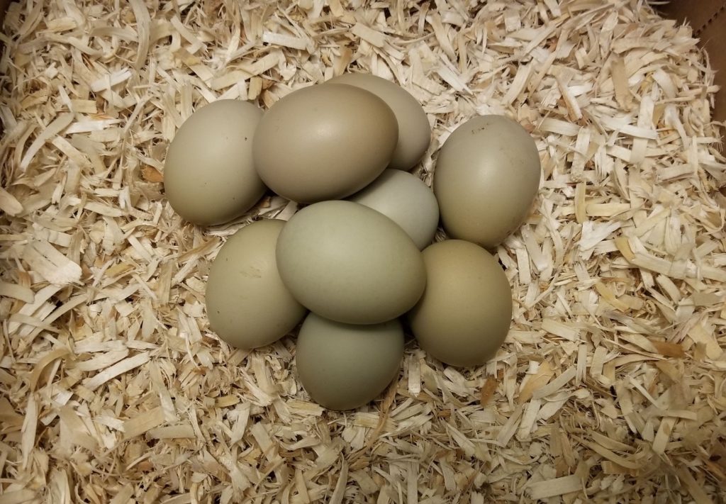 Olive egger the pasture farms