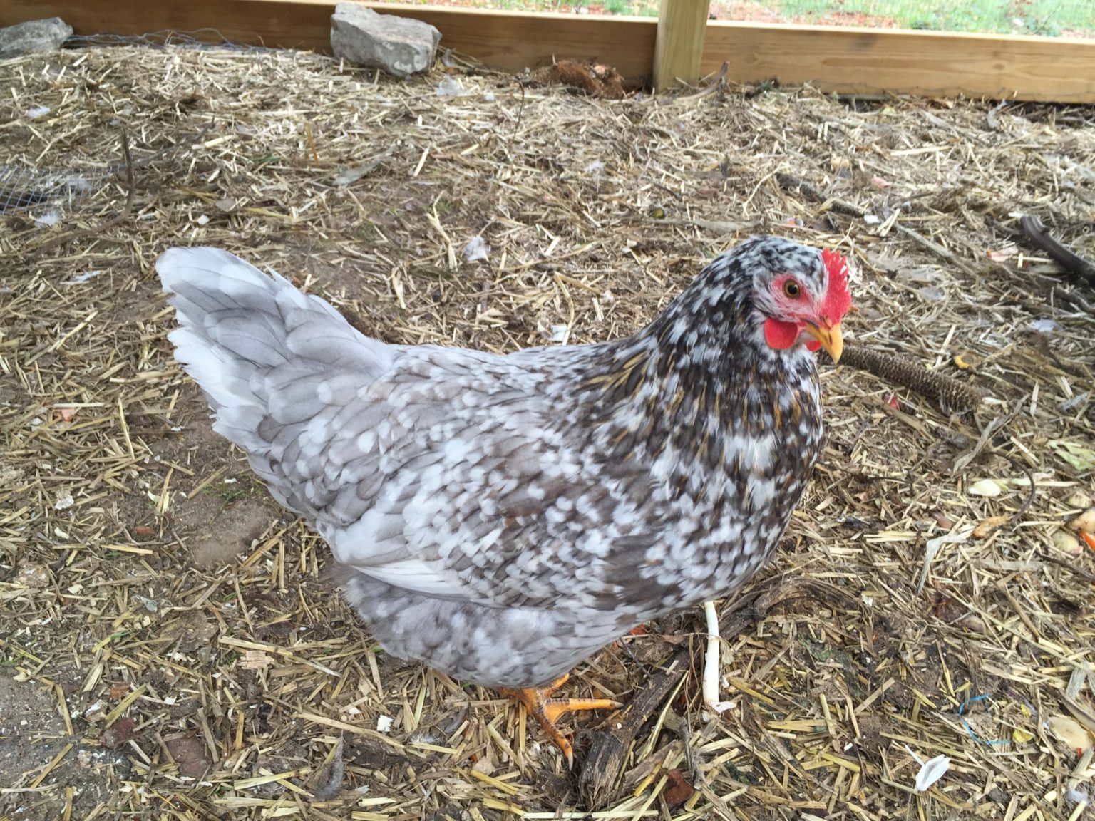 Swedish Flower Hen - The Pasture Farms