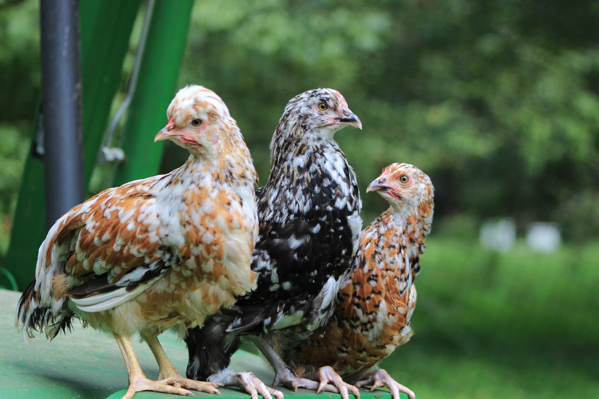 Swedish Flower Hen The Pasture Farms