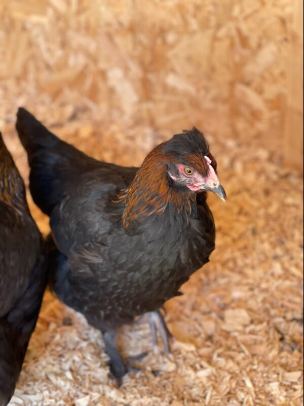 second generation olive egger hen