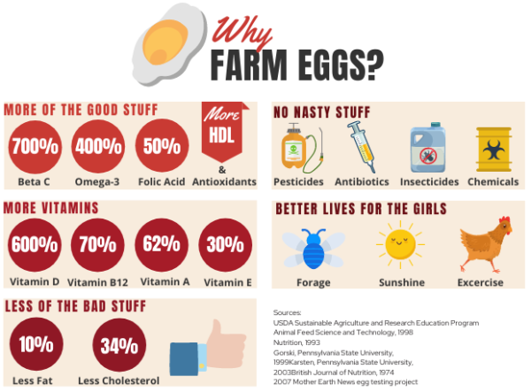 Eat’n Eggs – The Pasture Farms