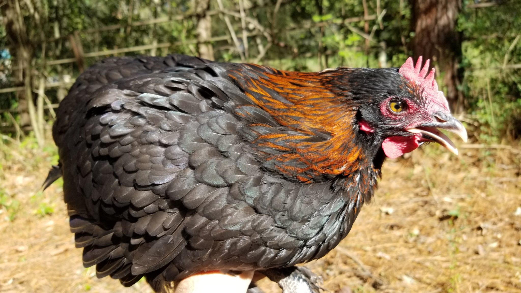 French Black Copper Marans – The Pasture Farms