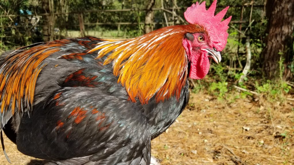 French Black Copper Marans – The Pasture Farms