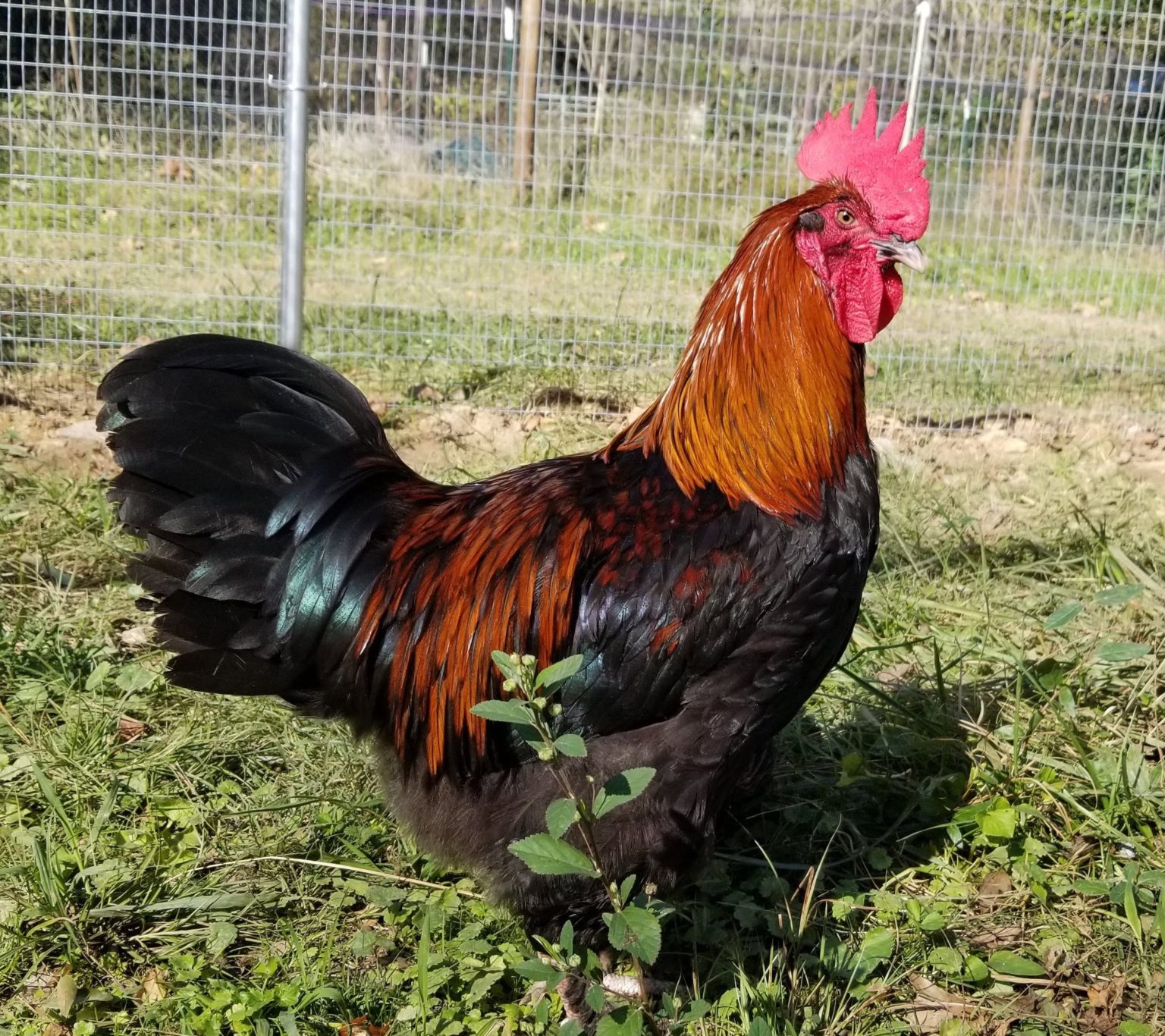 French Black Copper Marans – The Pasture Farms