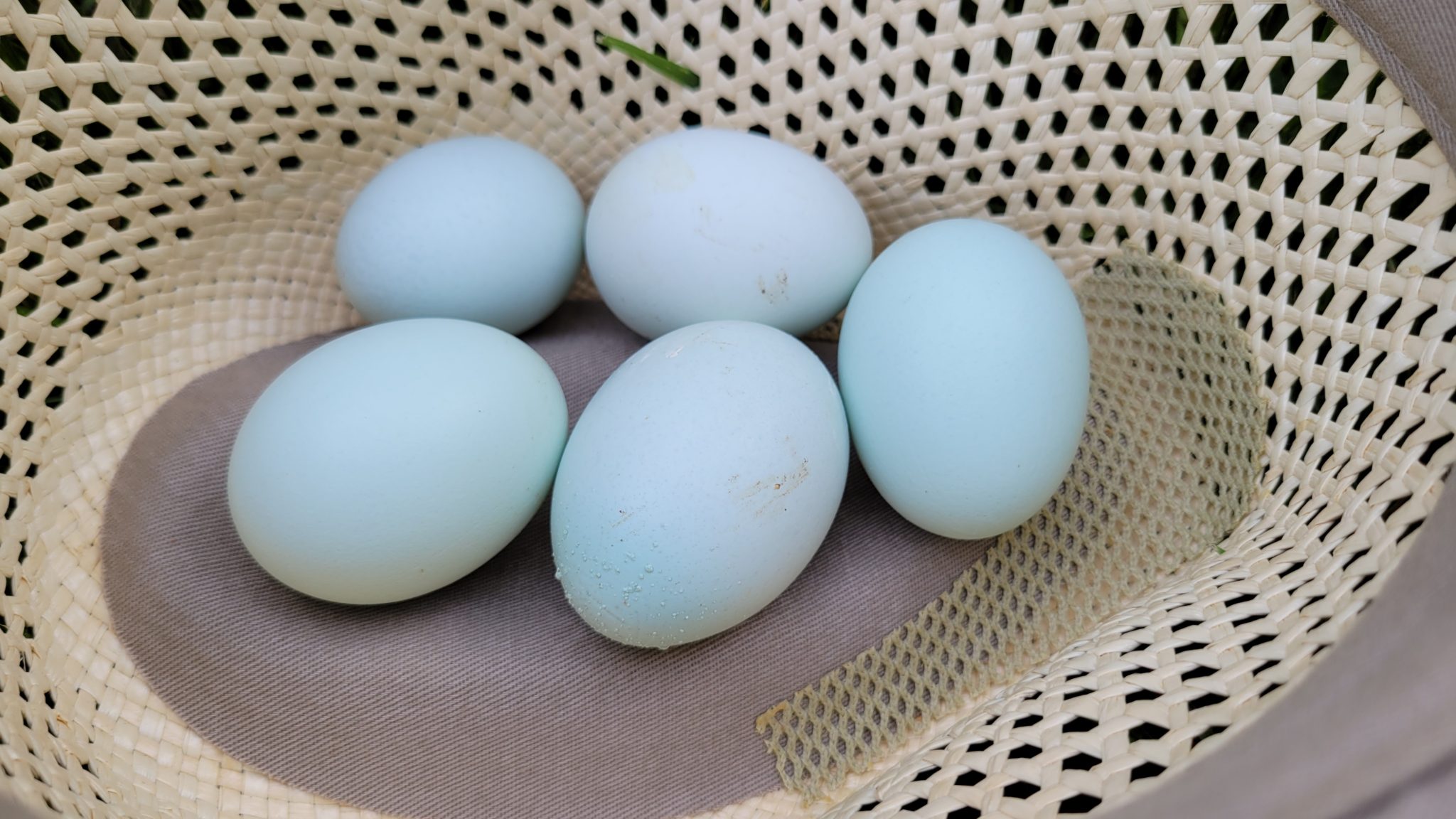 Crested Cream Legbar - The Pasture Farms