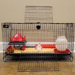 Chick Starter Set (Rent/Buy)
