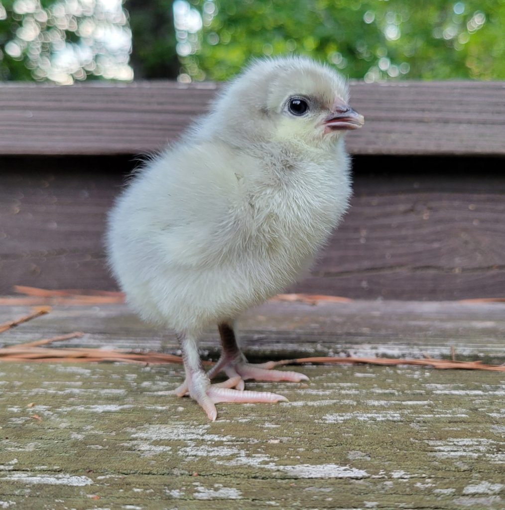 French Lavender Marans – The Pasture Farms