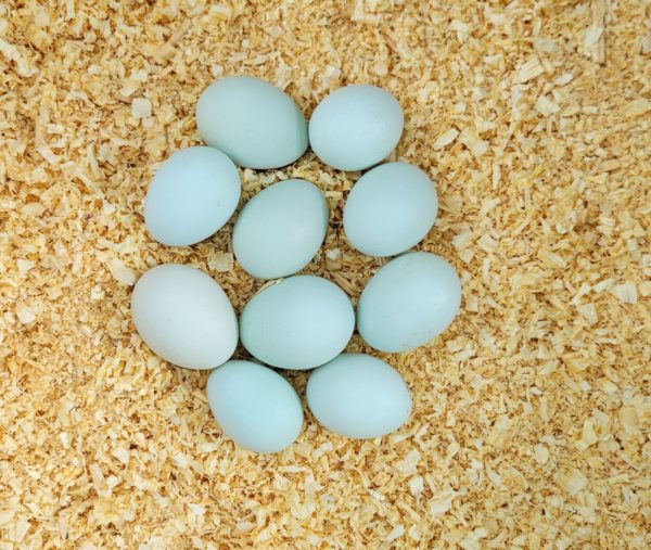 Opal Legbar Eggs