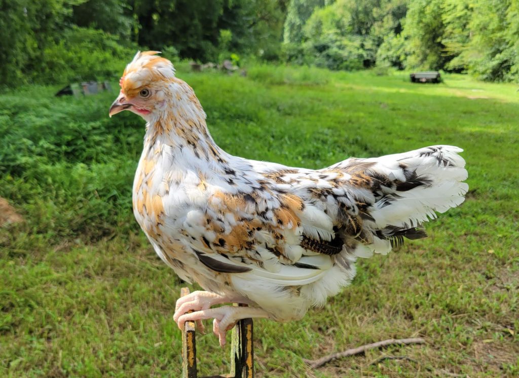 Swedish Flower Hen The Pasture Farms