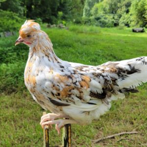 Swedish Flower Hen