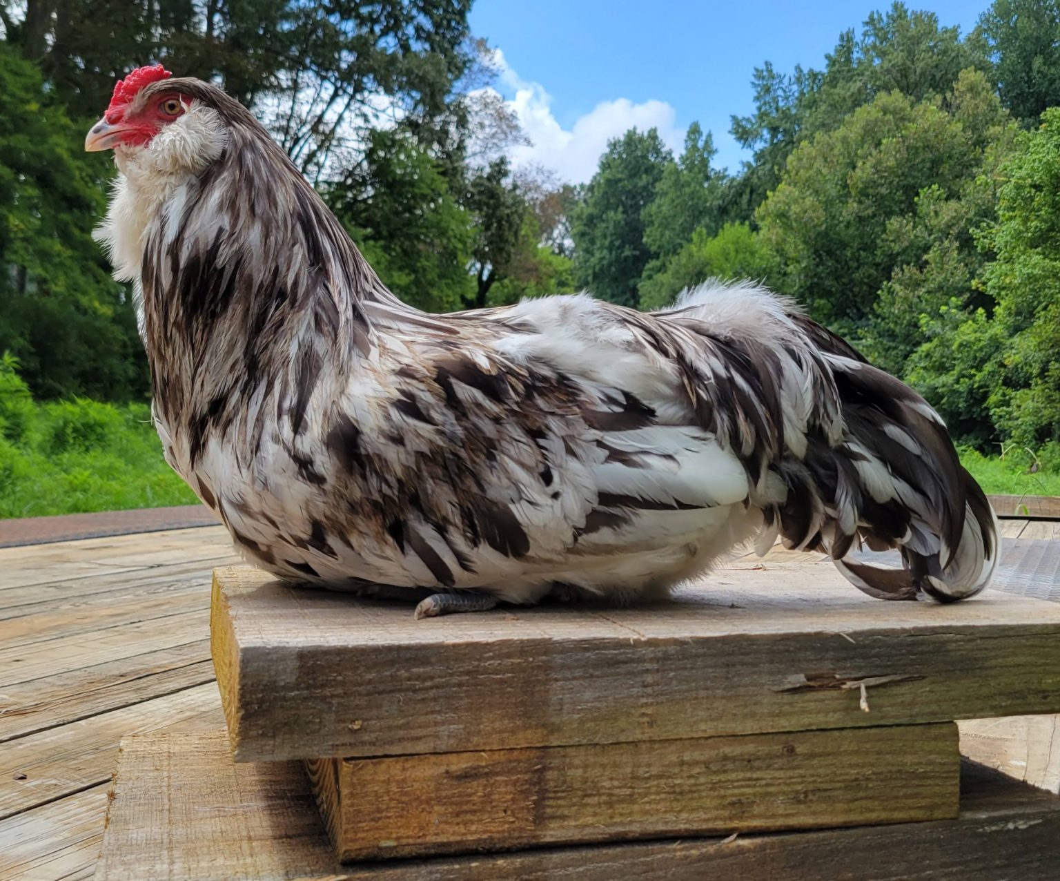 Blue Black Splash Ameraucana The Pasture Farms