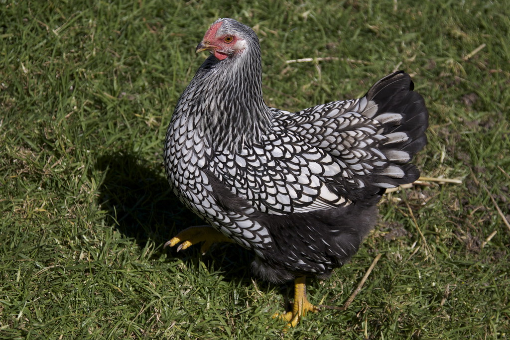 Silver Laced Wyandotte