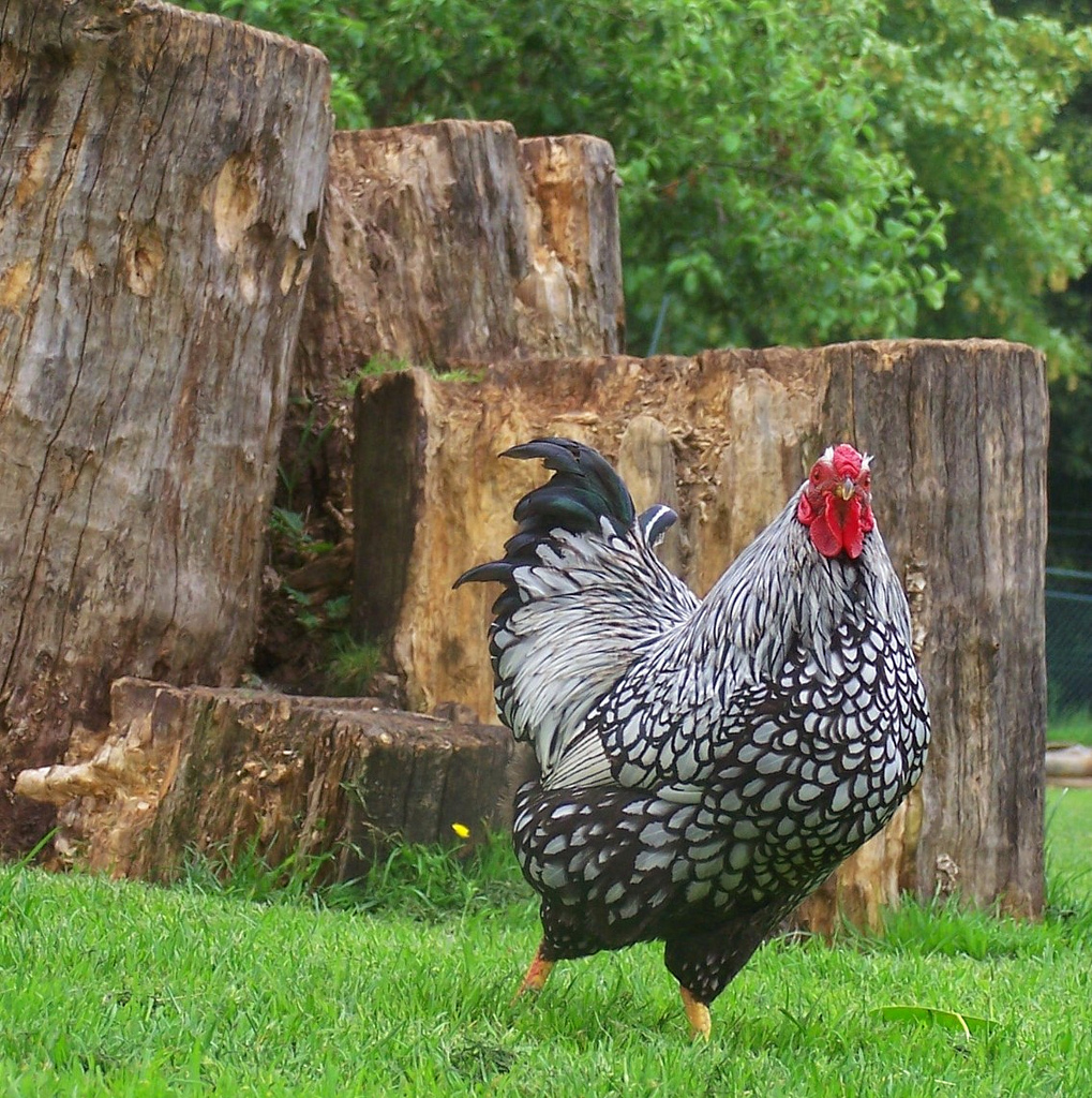 Silver Laced Wyandotte