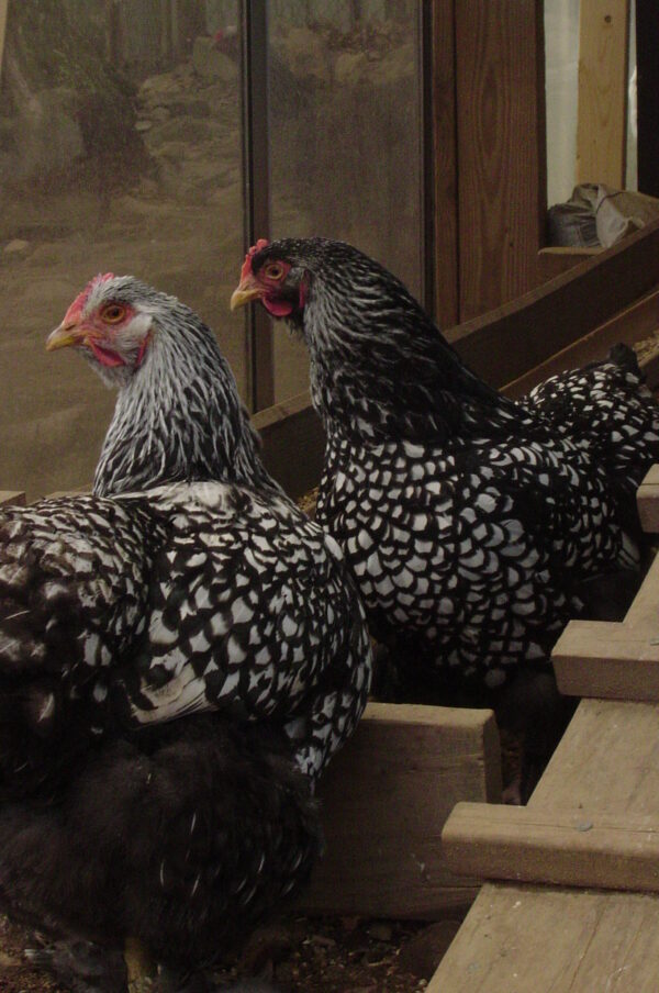 Silver Laced Wyandotte - Image 3