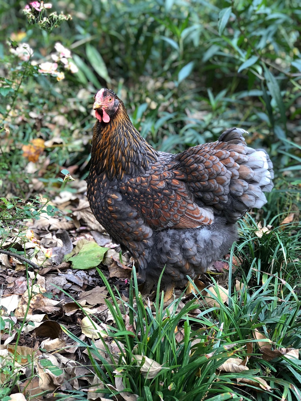 Blue Laced Red Wyandotte